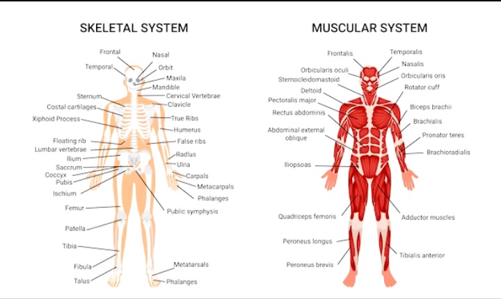 Weakness of Muscle