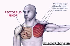 Pectoralis Muscle