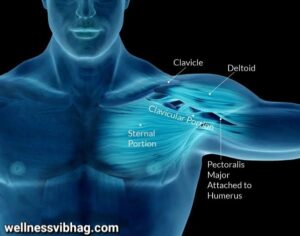 Pectoralis Muscle